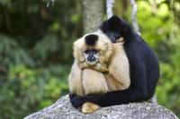 Les Hylobatidés sont une famille de singe qui regroupe toutes les espèces de gibbons. © Marcus, Adobe Stock