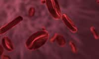 Représentation des globules rouges circulants. © Allinonemovie, Pixabay