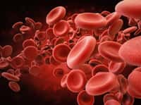 La bêta-thalassémie affecte la fonction et la survie des globules rouges. © phonlamaiphoto