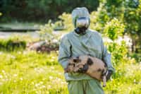 Les humains peuvent aussi transmettre le virus de la grippe A H1N1 aux cochons. ©  kaninstudio, Adobe Stock