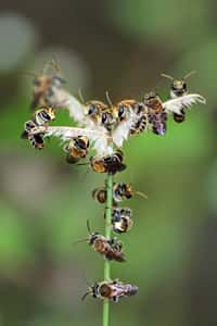 Les « abeilles de la sueur » sont des abeilles appartenant à la famille des Halictidae, connues pour aimer les larmes et la sueur des animaux. Elles vivent partout dans le monde. Les espèces les plus petites font moins d'un centimètre. © Rison Thumboorn, Wikimedia Commons, CC By-2.0