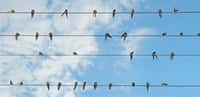Une étude a associé la science participative à un algorithme pour estimer l’effectif mondial d’oiseaux, et les résultats indiquent que les efforts de conservation sont à renforcer… © Alinamd, Adobe Stock