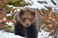 Contrairement à ce que l’on pense généralement, l’ours n’hiberne pas, il hiverne ! © Wiltrud, fotolia