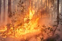 Les feux de forêt étaient très importants en 2015 et 2016. © gilitukha, fotolia