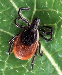 La tique Ixodes scapularis, ou « tique du cerf », est notamment un vecteur de l'agent pathogène responsable de la maladie de Lyme. © Scott Bauer, USDA ARS, DP