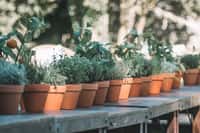 Comment créer un jardin aromatique dans des pots en terre cuite ? © Temporys, Adobe Stock