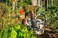 Le climat évolue et oblige les Français à repenser leur jardin et leur potager. © Thierry RYO, Adobe Stock