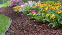 Ne laissez pas la terre nue au jardin bio, un paillage permettra de retenir l'humidité au pied des végétaux et de moins arroser en période de sécheresse. © Prostock-studio, Adobe Stock