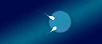 La deuxième paire de jumeaux semi-identiques connue au monde a été identifiée en Australie. Ils sont issus d'un même ovule fécondé simultanément par deux spermatozoïdes (illustration). Les vrais jumeaux, au patrimoine génétique identique, sont issus d'un unique ovule fécondé par un spermatozoïde. Les faux jumeaux proviennent de deux ovules distincts fécondés par deux spermatozoïdes. © Queensland University of Technology (QUT)