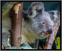L’Australie abrite des espèces animales uniques au monde. L’une des plus emblématiques est le koala, un petit marsupial qui se nourrit uniquement de feuilles d’eucalyptus. © Sheba_Also, Flickr, cc by nc sa 2.0