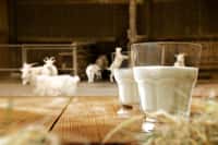 Le lait cru et ses dérivés peuvent transmettre le virus de l'encéphalite à tiques. © magdal3na, Adobe Stock