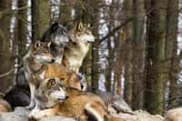 Où vivent les loups en France ? © Cloudtail, Fotolia