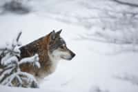 Les loups gris ont été réintroduits dans le parc de Yellowstone en 1995. © hitman1234, Fotolia