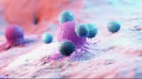 Illustration en 3D de lymphocytes attaquant une cellule cancéreuse. © Sebastian Kaulitzki, Adobe Stock