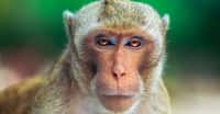 L'appareil vocal des macaques leur permettrait des vocalisations complexes, semblables à celles du langage articulé humain. C'est donc leur cerveau qui ne sait pas s'en servir. © Poul Riishede, Shutterstock