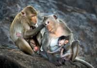 Le clonage d'un macaque génétiquement modifié par des scientifiques chinois est annoncé comme une première mondiale. © MrPreecha, Fotolia