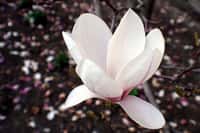 Le magnolia fournit de belles fleurs odorantes mais aussi une écorce renfermant une molécule qui semble détruire les cellules cancéreuses. © Marit &amp; Toomas Hinnosaar, Flickr, cc by 2.0