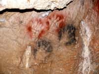 Des empreintes de mains incomplètes dans la grotte de Gargas, en France. Sur les 231 images de mains dénombrées sur ce site, près de la moitié ont au moins une phalange manquante. © Yoan Rumeau, Wikimedia Commons, CC By-SA 4.0