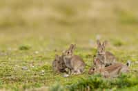 Aux États-Unis, des milliers de lapin de garenne sont morts à cause d'une maladie virale très contagieuse. © Alonbou, Adobe Stock