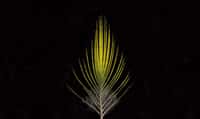 Le manakin à couronne dorée a des plumes jaunes pour attire les femelles. © University of Toronto Scarborough