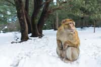 Les macaques d'Ifrane, ville la plus froide d'Afrique, sont habitués à la neige. © Michal, Adobe Stock