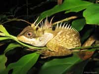 115 nouvelles espèces ont été découvertes dans le Grand Mékong. Ici, une nouvelle espèce de lézards baptisée&nbsp;Acanthosaura phuketensis, caractérisée par une crête d’épines, découverte sur l’île de Phuket, en Thaïlande. © WWF, Montri Sumontha