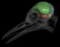Reconstitution tridimensionnelle du crâne (structure transparente) et du cerveau (éléments opaques) d’un pic à front doré (Melanerpes aurifrons), un oiseau moderne. La zone orange correspond au bulbe olfactif, la verte au télencéphale, la rose aux lobes optiques, la bleue au cervelet, et enfin la jaune au tronc cérébral. © Amy Balanoff, AMNH