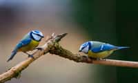 Certains oiseaux changent de couleur à cause du réchauffement climatique. © llaurent789, Adobe Stock
