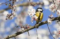Ce printemps, les oiseaux manquent à l’appel… © mobilise248, Fotolia