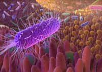 Pour une santé optimale, il faudrait non seulement modifier son régime alimentaire mais aussi améliorer son microbiote ou son système immunitaire intestinal, par exemple en augmentant les bactéries induisant les cellules Th17. © Alex, Adobe Stock
