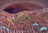 Notre intestin abrite une communauté dense de micro-organismes divers. © Alex, Adobe Stock