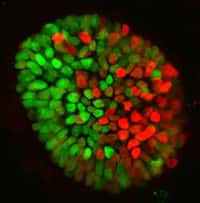 Un modèle 3D à base de cellules souches simule une étape précoce du développement de l’embryon, à savoir la segmentation de celui-ci en deux moitiés, visibles ici sous forme des deux amas distincts de cellules rouges et vertes. © Mijo Simunovic, Ph.D., Simons Junior Fellow, The Rockefeller University