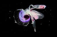 Le mollusque hétéropode Atlantidé. Ce macroplancton gélatineux n'est autre qu'un mollusque hétéropode : Atlantidé. Il est magnifiquement coloré – c'est un Oxygyrus sp. – et mesure quelques millimètres. Il ne possède qu’une nageoire lobée et une fine coquille transparente. Il a été collecté en mai 2010 dans l’océan Indien au cours de l’expédition Tara Oceans. 
© C. Sardet, CNRS, Tara Oceans http://www.planktonchronicles.org/fr