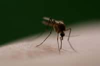 L'objectif poursuivi depuis des années par plusieurs équipes est de créer des populations de moustiques résistantes au paludisme, afin de stopper la transmission de la maladie. © Andy langager, Flickr, CC by nc 2.0