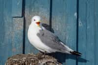 La grippe aviaire décime de nombreuses espèces, deviendra-t-elle pandémique ? En photo, une mouette tridactyle. © Esa, Adobe Stock