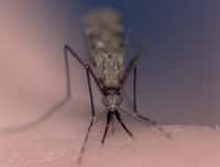 Le moustique-tigre, vecteur du chikungunya, sévira peut-être en Métropole. Protégez-vous de ces insectes, particulièrement en fin de journée. © Institut Pasteur