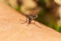 Des moustiques tigres infectés par le virus de la dengue détectés en France, quelles conséquences ? © Shutter-Ryder, Shutterstock.com