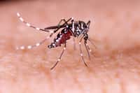  Les moustiques sont de plus en plus nombreux et les maladies virales en hausse. © Tacio, Fotolia