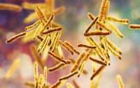 La bactérie Mycobacterium tuberculosis ne se loge pas que dans les poumons. © Kateryna_Kon, Fotolia