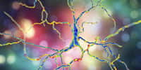 Représentation de neurones dopaminergiques: le dysfonctionnement de ces cellules nerveuses est responsable de la maladie de Parkinson. © Kateryna_Kon, Adobe Stock