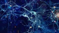 La maladie d'Alzheimer touche le cerveau. Elle est la pathologie neurodégénérative la plus fréquente. © whitehoune, Fotolia