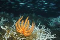 Les écosystèmes de l'océan profond subissent de fortes perturbations environnementales à cause du changement climatique. Ici, une étoile de mer Brisingida sur un récif corallien (Lophelia pertusa) à 450 mètres de profondeur dans le golfe du Mexique. © 2010 Expedition, NOAA-OER, BOEMRE, Wikimedia Commons, CC by 2.0