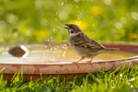 Quand il faut chaud, pensez aux oiseaux ! Ici, un petit oiseau se baigne et boit dans une soucoupe d'eau.&nbsp;© Hans-Joerg Hellwig, Adobe Stock