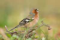 Mais quel est cet oiseau qui chante ? Ici, le pinson des arbres Fringilla coelebs. © Limario, Adobe Stock