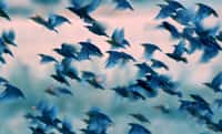 Il y aurait 50 millards d’oiseaux sur la planète. © SerkanMutan, Adobe Stock 
