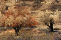 Avec la sécheresse, les forêts de Méditerranée vont disparaître au profit d'espèces de végétaux plus adaptés au climat désertique. © LaSu, Adobe Stock
