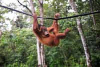 La population d’orangs-outangs de Bornéo a chuté de 25 % ces dix dernières années, indique une étude publiée dans Scientific Reports. © Chaideer Mahyuddin, AFP