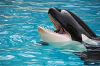 Une orque du Marineland d'Antibes dit « hello » et « bye bye » ! L’orque est douée de capacités d’apprentissage vocal. © serkan52, Fotolia