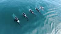 Une population d'orques a été filmée pendant dix&nbsp;jours par des drones pour analyser le comportement social des individus. © Adobe Stock