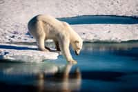 Les ours polaires ont des comportements de chasse élaborés qui impliquent parfois l'utilisation d'outils. © Mario Hoppmann, Adobe Stock